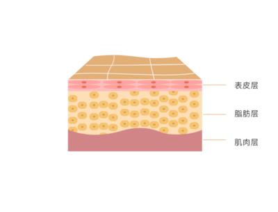 皮肤层次结构模型